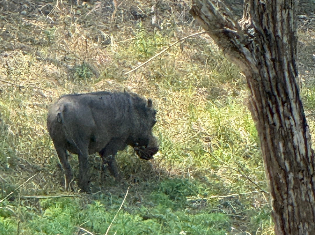 Kuleni Game Park-赫卢赫卢韦必去景点
