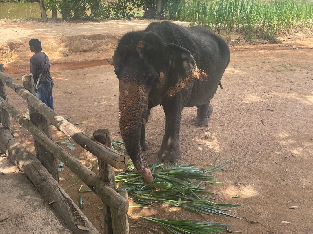 The Lake Phuket Elephant Home-Thep Krasatti必去景点