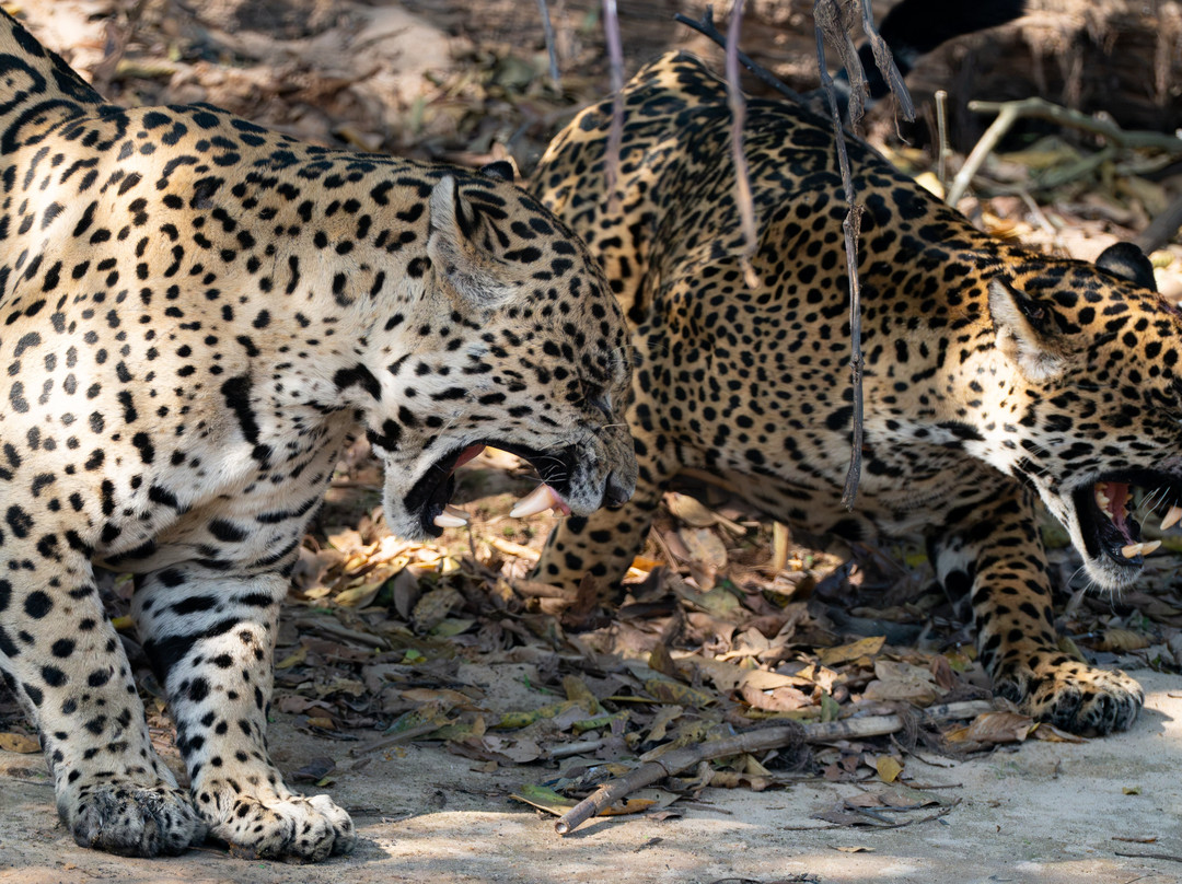 Journey With Jaguars-Porto Jofre必去景点