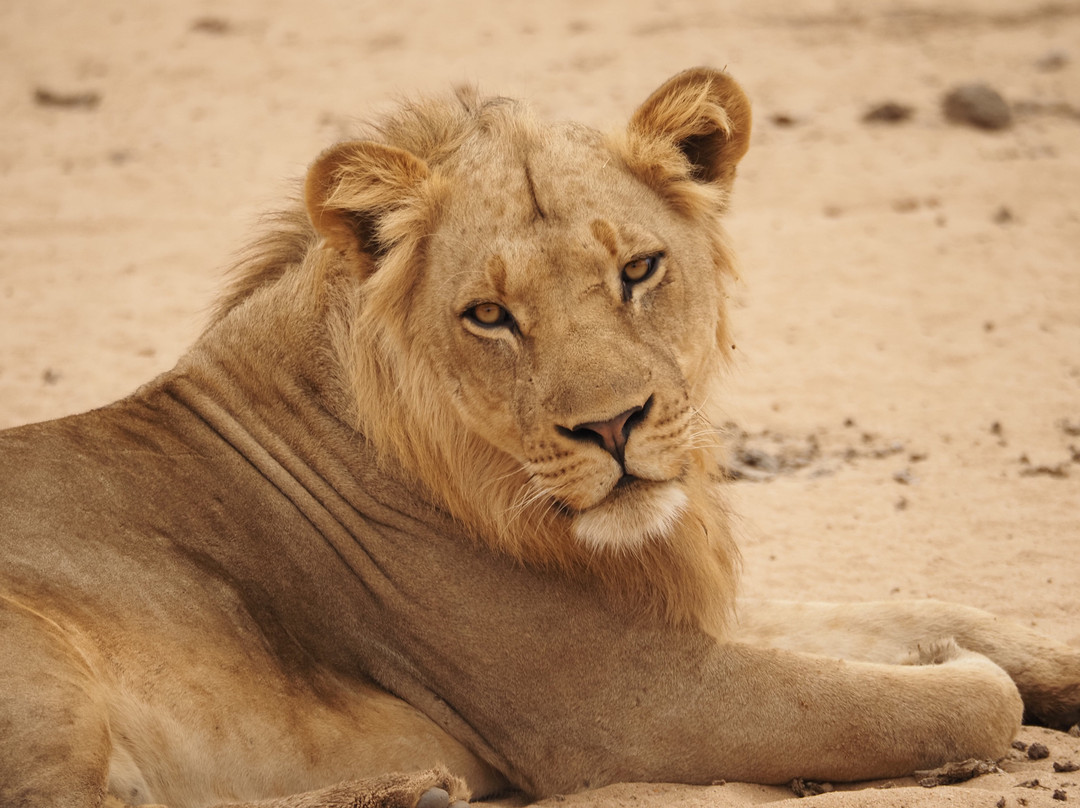 Absolute Zambia Safaris-卢萨卡必去景点