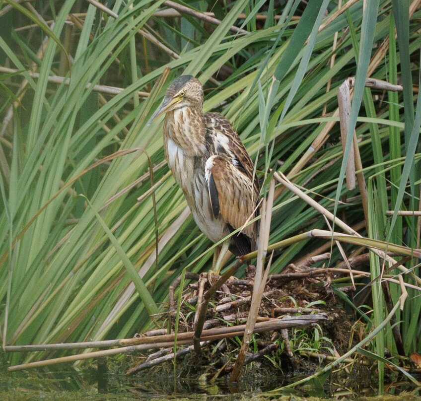 Hungarianbirdwatching.com Day Tours-布达佩斯必去景点