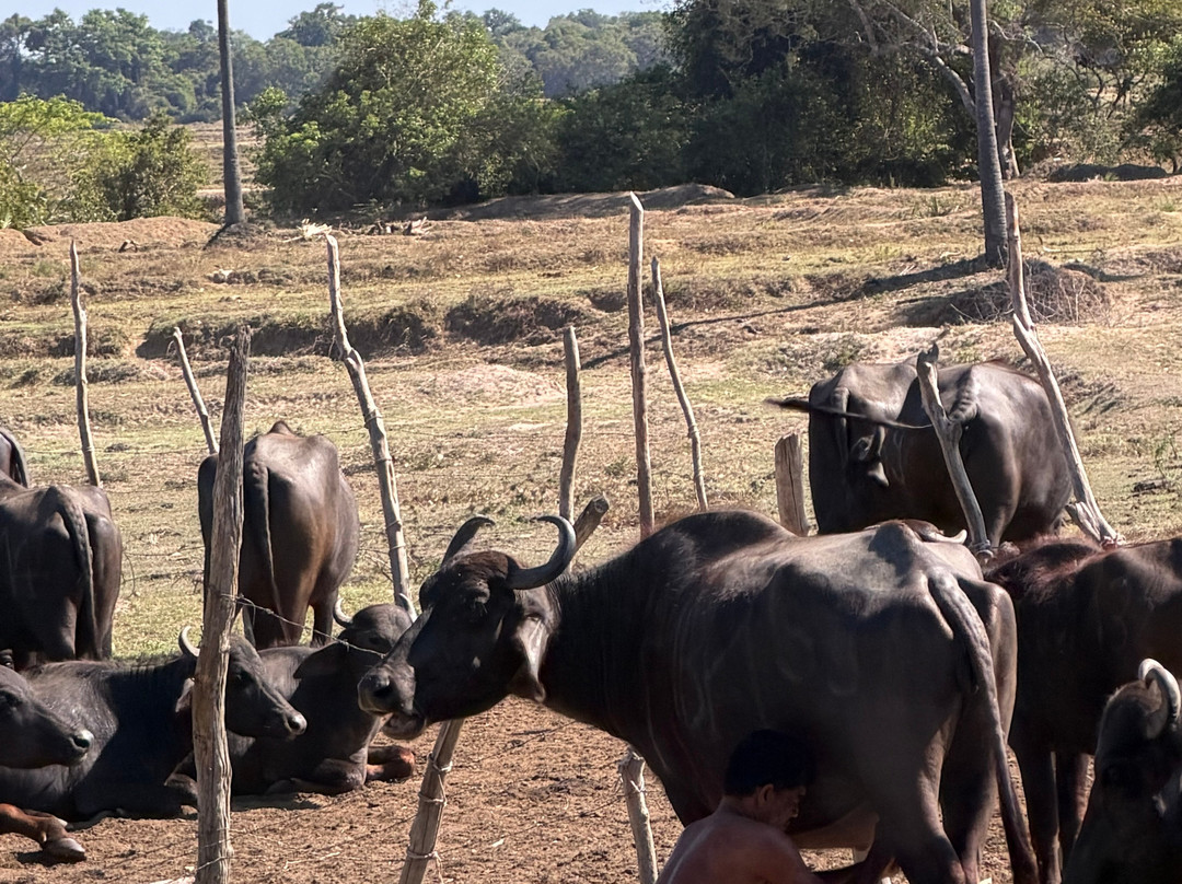 Rent A Tour Guide In Sri Lanka-卡图纳耶克必去景点