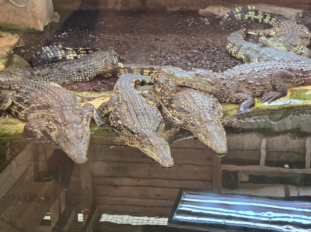Crocodiles of the World-Brize Norton必去景点