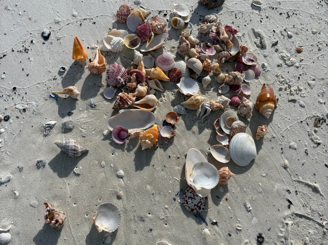 Treasure Seekers Shell Tours-Goodland必去景点