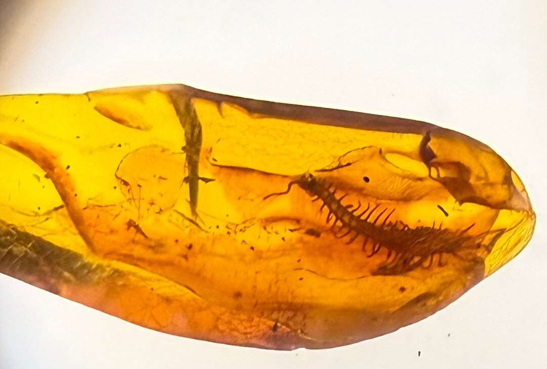 Museum of Amber - Museum of Gdansk-格但斯克必去景点