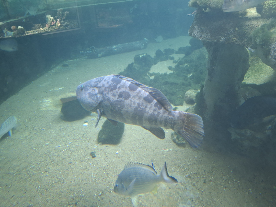 Reefworld Aquarium-尤兰根必去景点