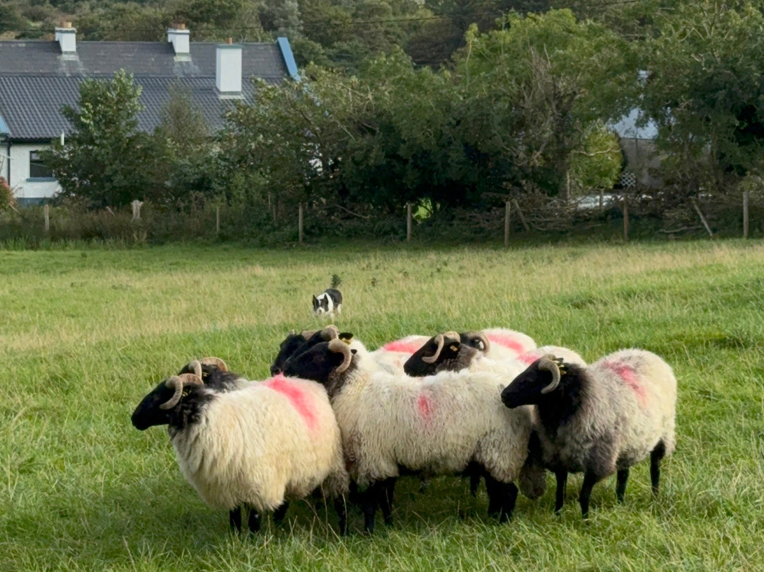 Connect the Dots Tours of Ireland-都柏林必去景点
