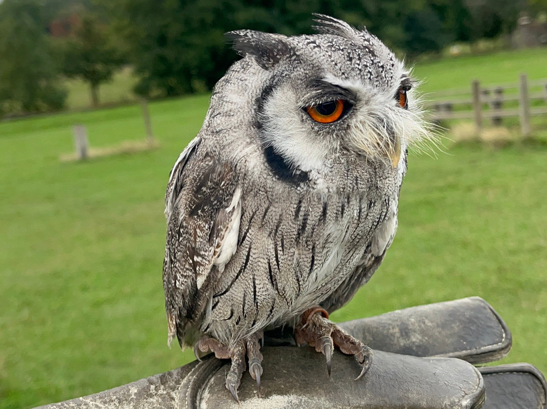 UK Owl And Raptor Centre-Groombridge必去景点