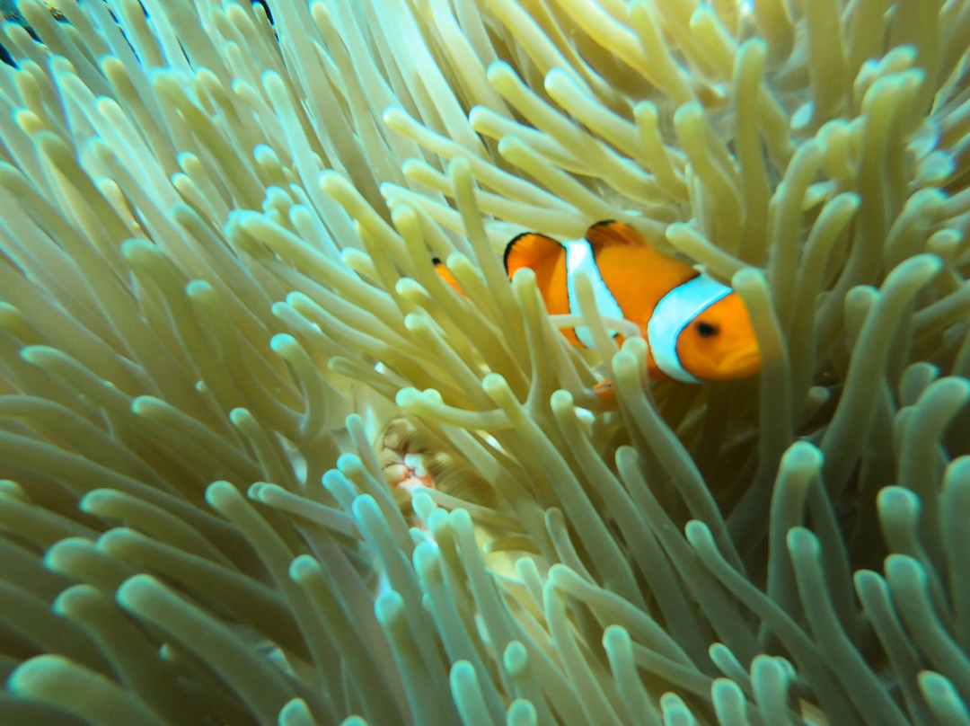 Bali Hai Diving Menjangan-班玉威当必去景点