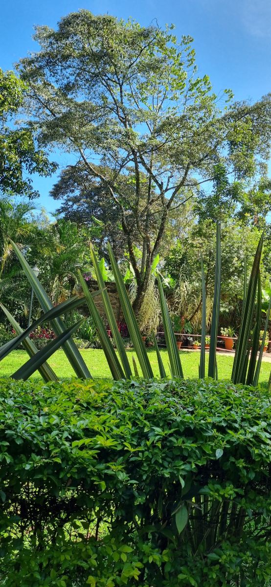 Kilimanjaro Mountain Resort-旅行者