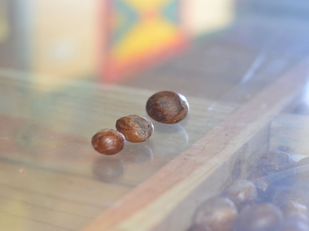 Grenada Co-Operative Nutmeg Association-格林纳达必去景点