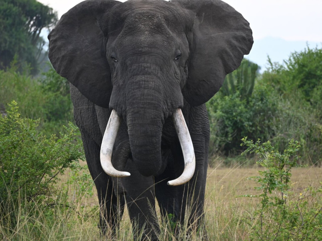 Ngoni Safaris Uganda-坎帕拉必去景点