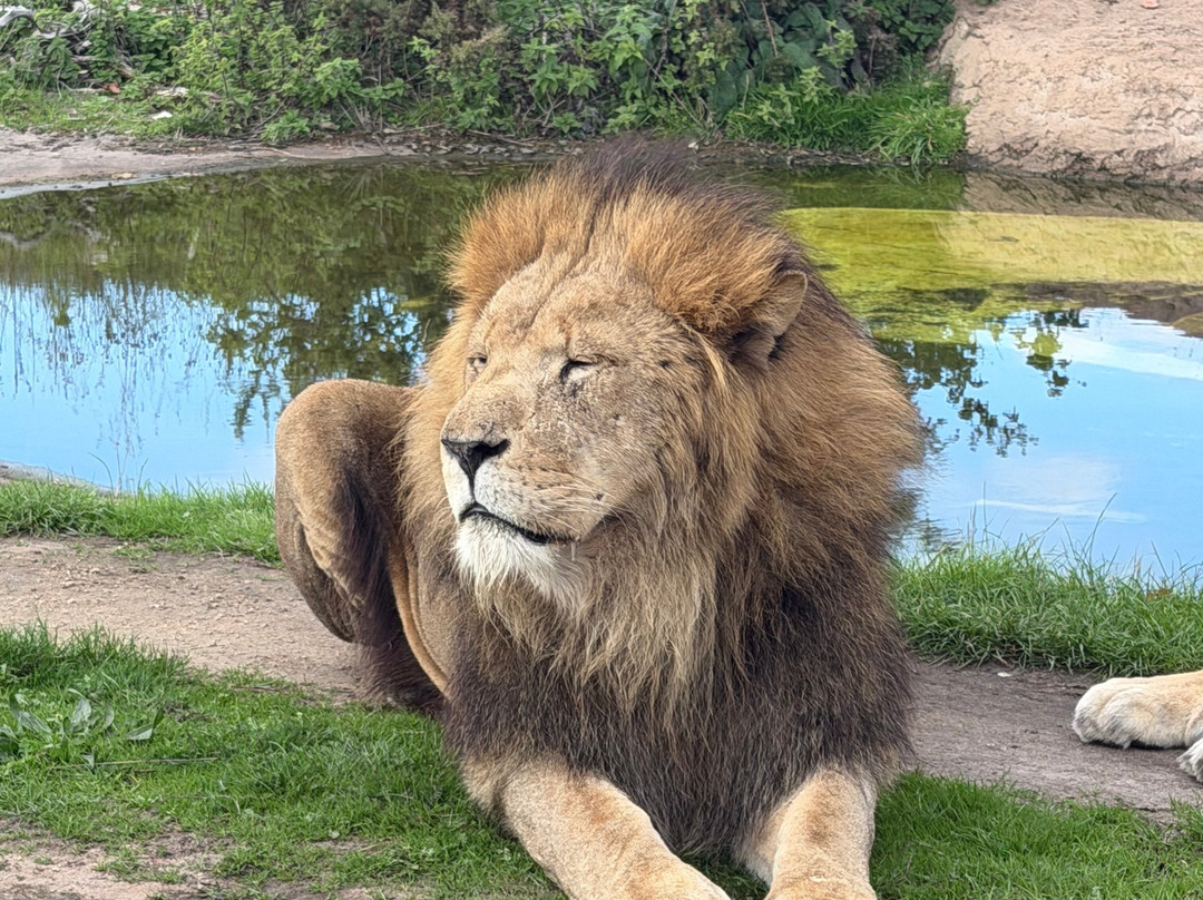 Safari Lodges At West Midlands Safari Park主图
