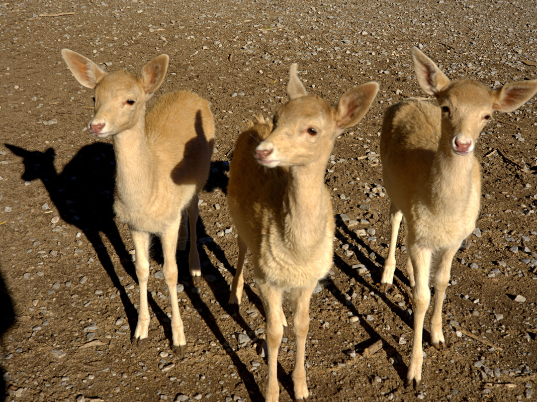 Lagoon Deer Park-桑达斯基必去景点