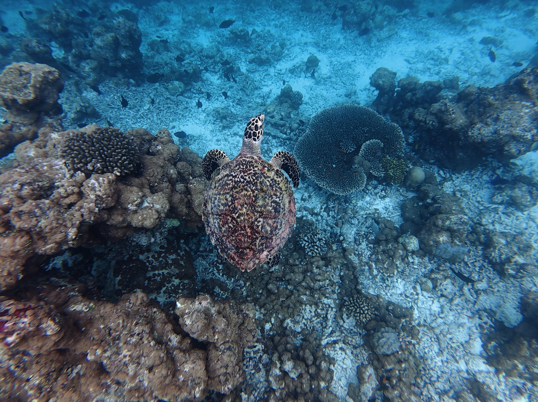 Kamadhoo Inn主图