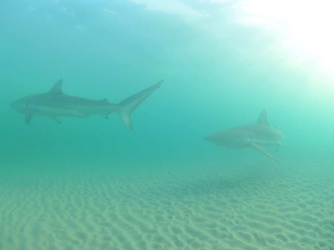 Out of the Blu-Modiin必去景点