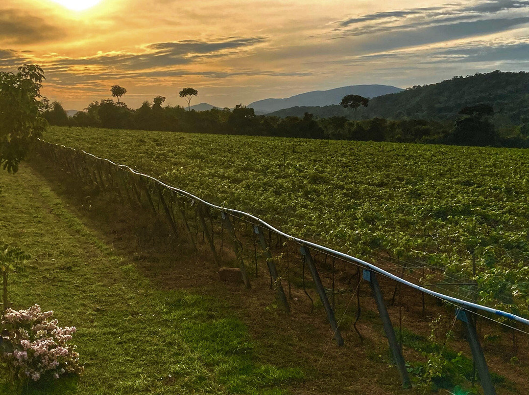 Vinícola Assunção-Pirenopolis必去景点