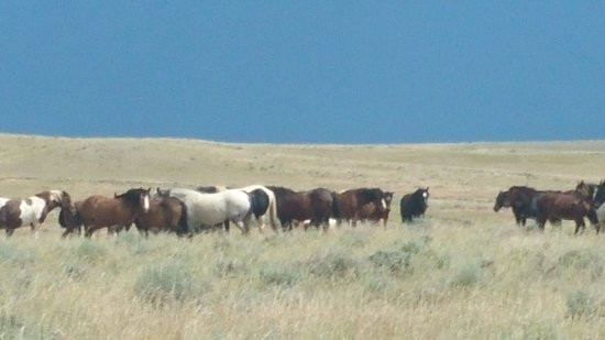 Explore Cody Wild Horse Tours-科迪必去景点