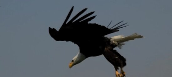 Teton Whitewater Rafting and Scenic Trips-杰克逊必去景点