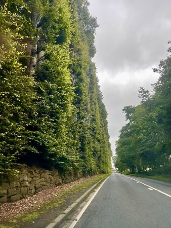 Meikleour Beech Hedges-Meikleour必去景点