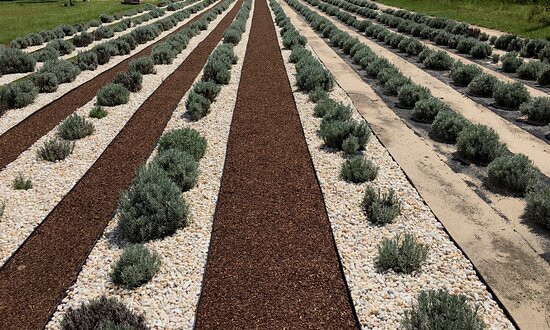 Southern Grace Lavender Farm景点图片