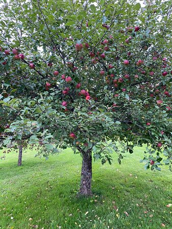 Apple Hill Inn主图