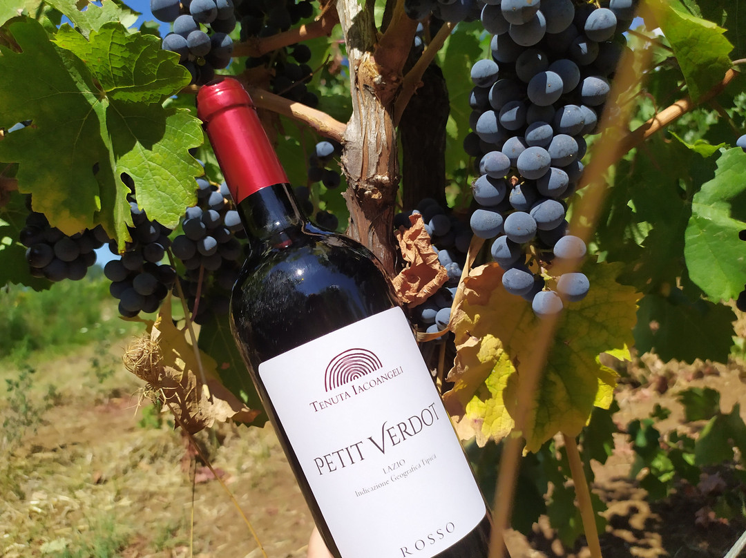 Tenuta Iacoangeli