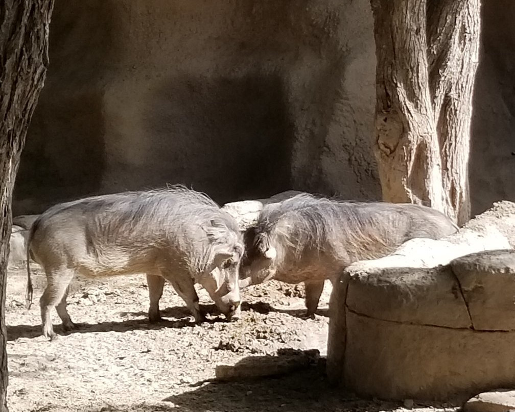 Gladys Porter Zoo-布朗斯维尔必去景点