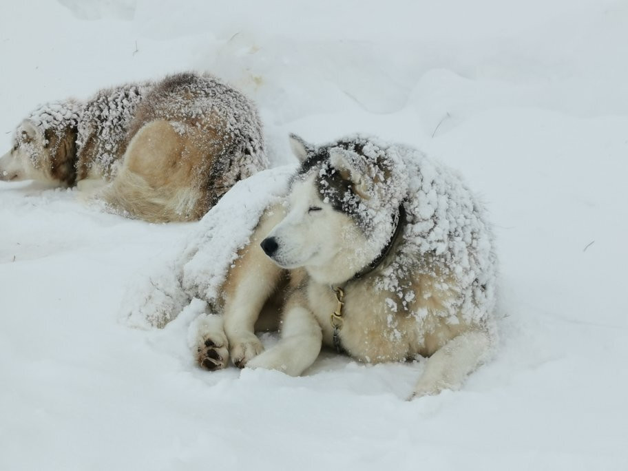 L’Aventure en Traîneau-Vinzier必去景点