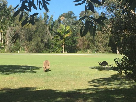 Yamba Golf and Country Club景点图片