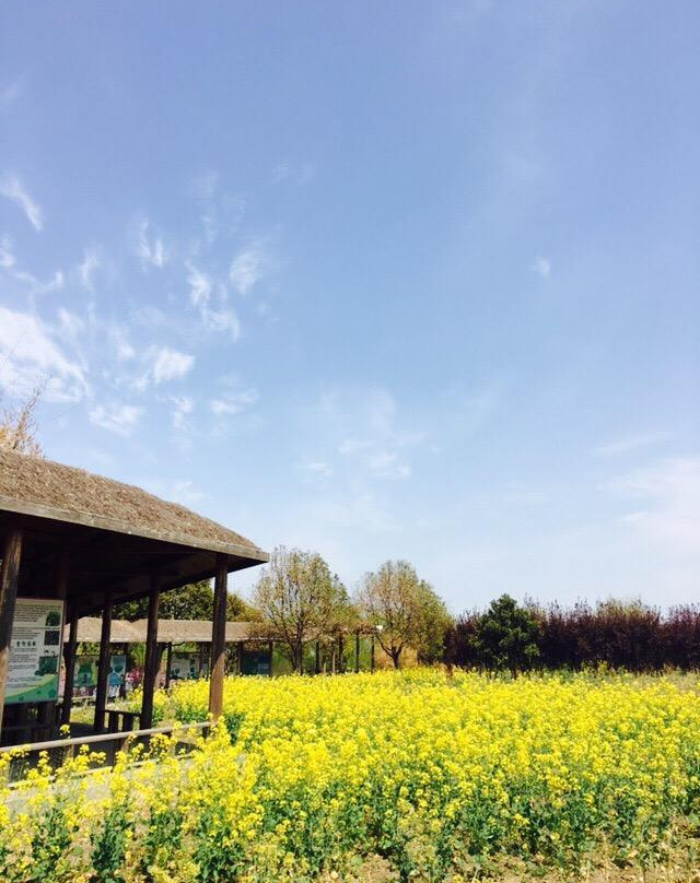 大纵湖湿地景点图片