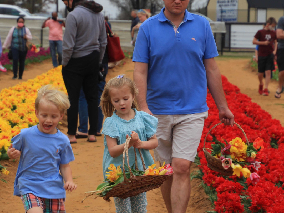 Texas Tulips-Pilot Point必去景点