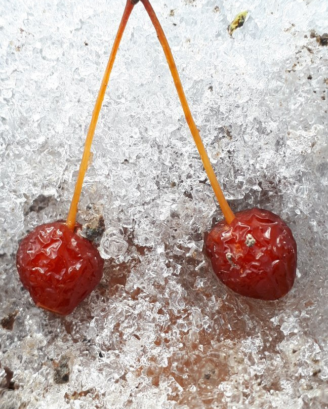 McBeth House-温尼伯必去景点