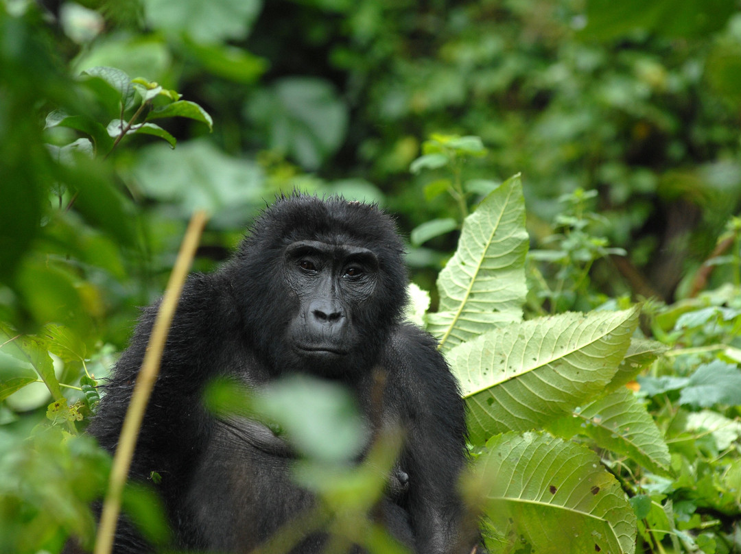 Primate Journeys Africa-恩德培必去景点