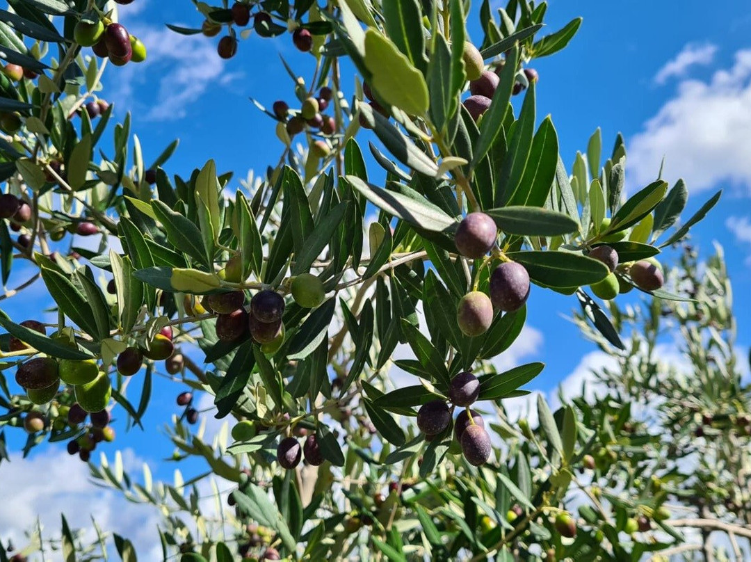 Olivo Istriano: Authentic Istrian family farm, guided walk, foods & wine-布延必去景点