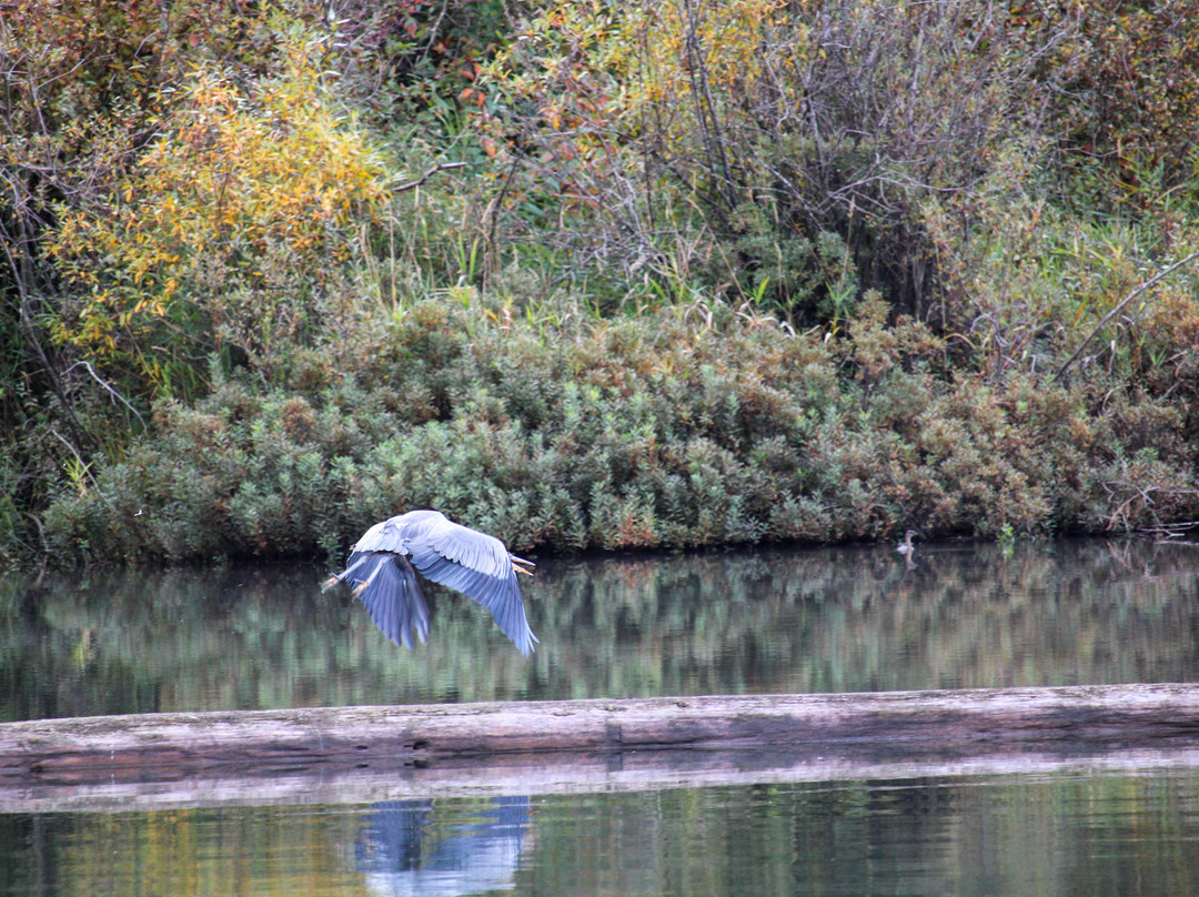 Cowichan River Lodge主图