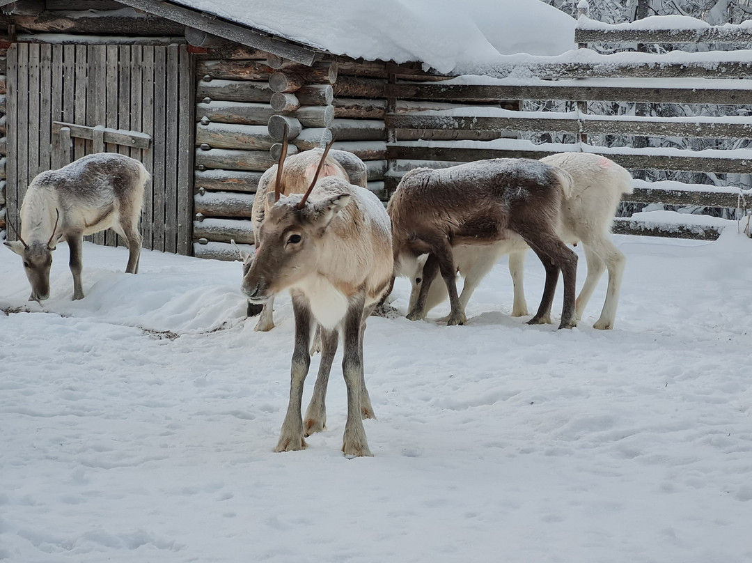 Palosaari Reindeer and Fishing Farm-库萨莫必去景点