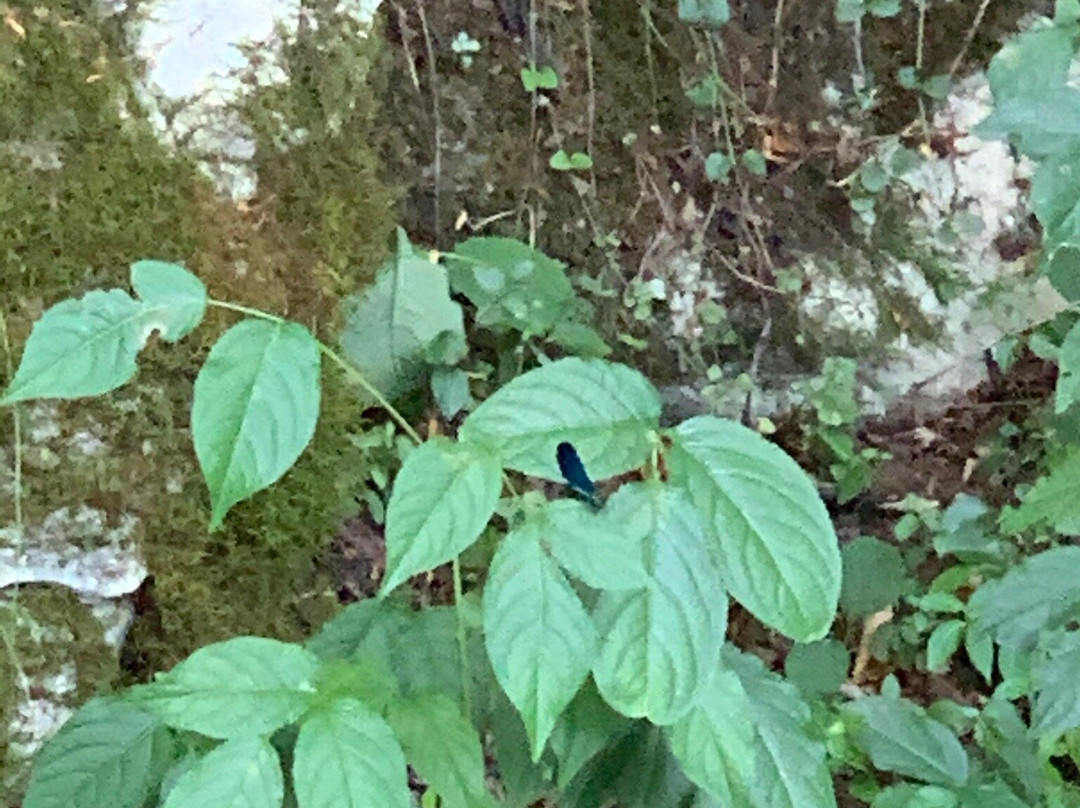 Sacred Spring Vasiliska