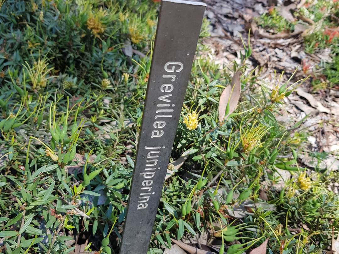 Burrendong Arboretum-Mumbil必去景点