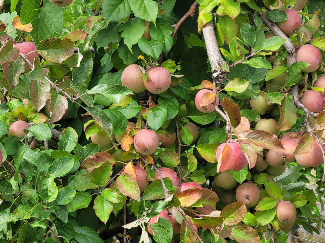 Russell Orchards-Ipswich必去景点