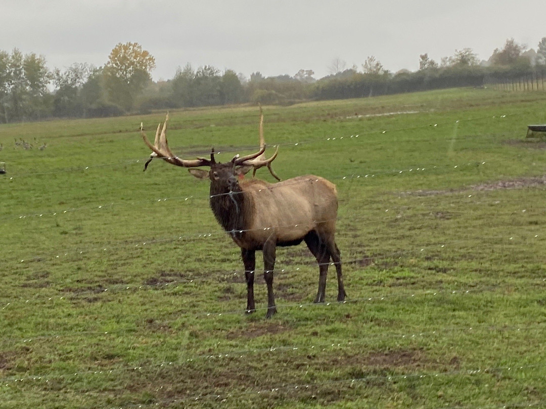 Amber Elk Ranch景点图片