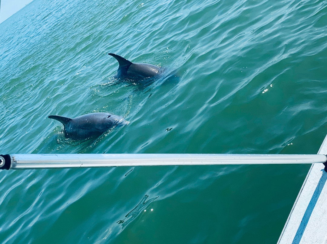 Dolphin Connection景点图片