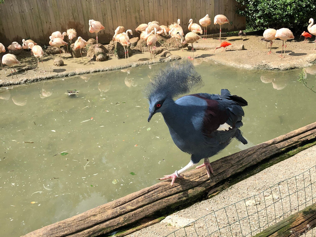 Sylvan Heights Bird Park景点图片