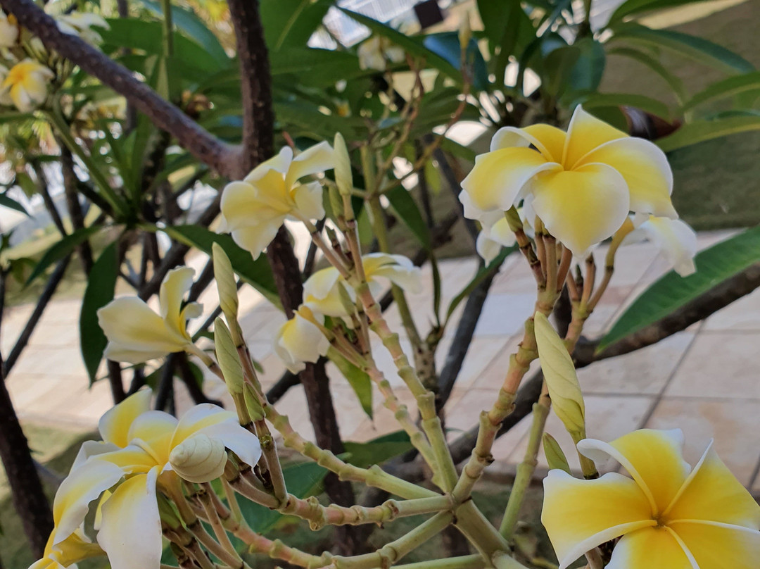 Atlantic Palace Apart Hotel主图