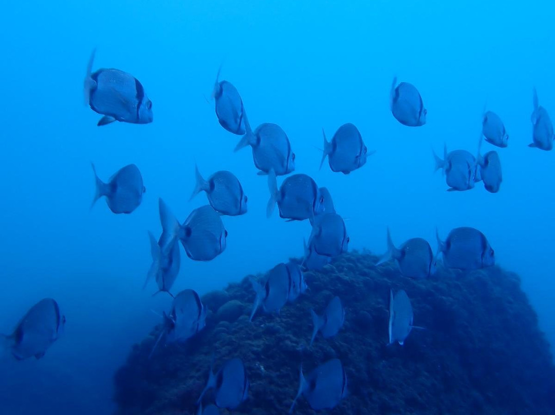 Calypso Diving Estartit景点图片
