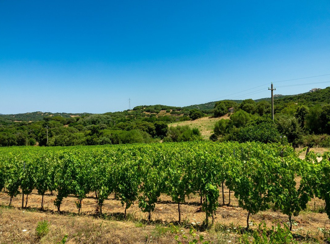 Erboristeria Officinale Sardegna-Luogosanto必去景点