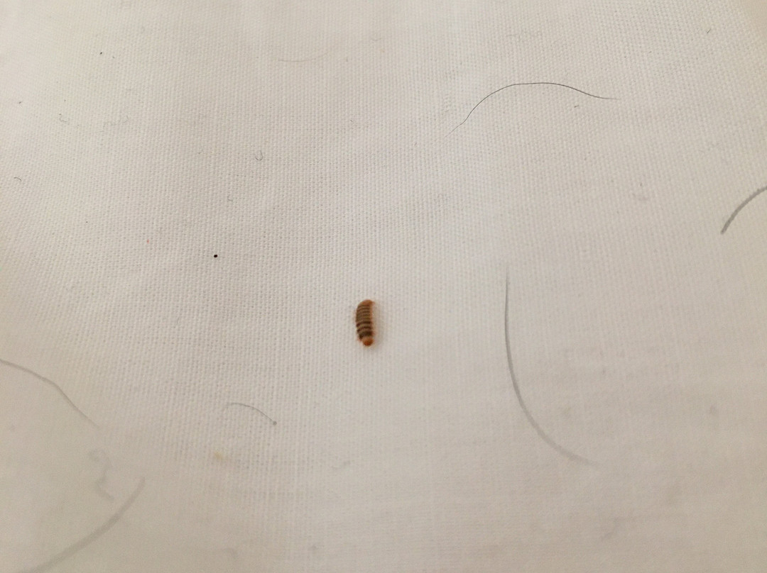 Hilton Garden Inn San Marcos主图