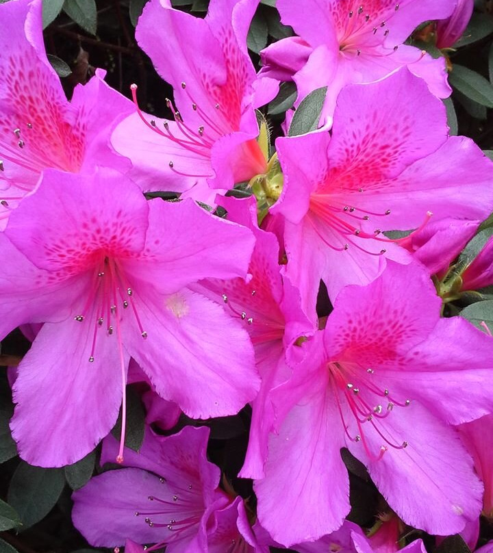 Azalea Trail景点图片