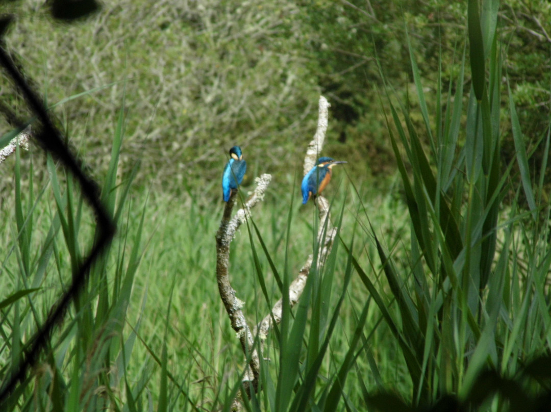 Welsh Wildlife Centre-Cardigan必去景点