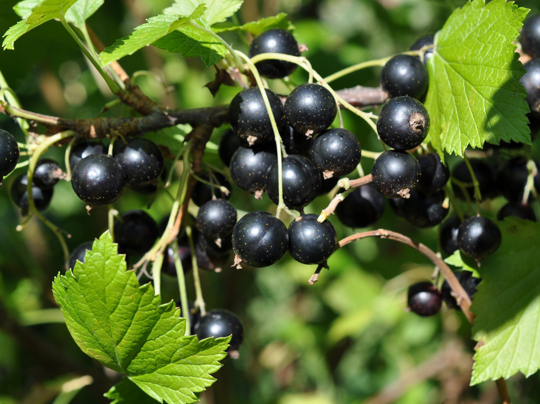 Paradis des Fruits Dunham-Dunham必去景点